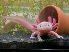 a pink and white gecko sitting on top of a rock next to a plant