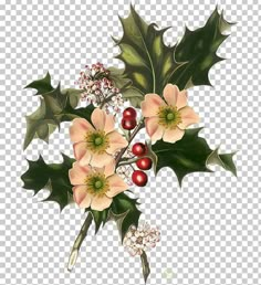 a christmas holly plant with red berries and green leaves, on a transparent background png clipart