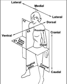 the body and its parts labeled in black and white