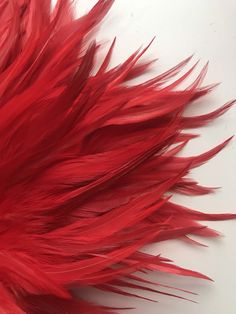 red feathers on a white surface