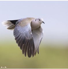 a white and black bird flying in the air with it's wings spread out