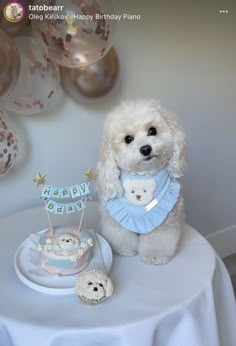 a small white dog sitting on top of a table next to a cake and balloons