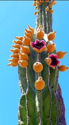 the top of a cactus with flowers on it