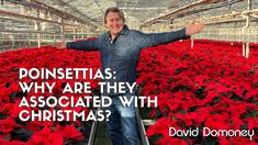 a man standing in a greenhouse surrounded by red poinsettias with the caption, why are they associated with christmas?