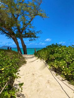 the path to the beach is lined with bushes and trees, leading into the ocean