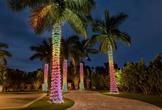 palm trees are lit up with colorful lights