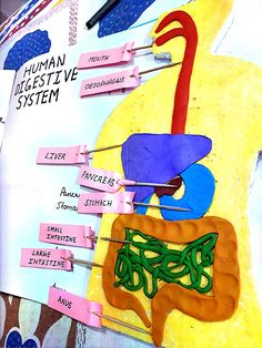 an image of the human digest system with labels on it and pins attached to them