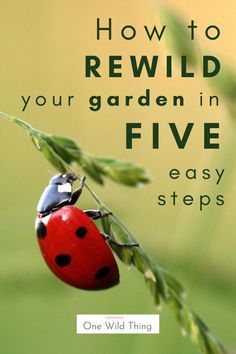 a ladybug sitting on top of a plant with the words how to re wild your garden in five easy steps