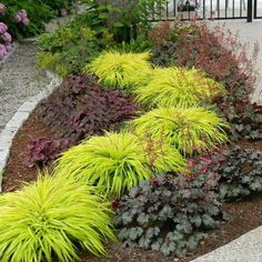 colorful plants line the edge of a walkway