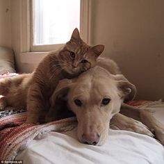 a dog laying on top of a bed with a cat sitting on it's back