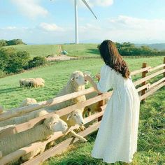 a woman in a white dress petting sheep behind a fence with windmills in the background