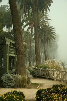 palm trees in the fog on a path near some bushes and flowers with yellow flowers around them