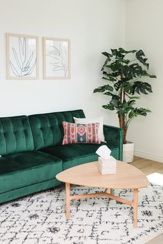 a living room with a green couch and coffee table in front of a potted plant