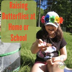 Raising Butterflies at Home or School Raising Butterflies, Monarch Butterfly Migration, Butterfly Metamorphosis, Butterfly Feeder, Writing Picture Books, Butterfly Kit, Butterfly Habitat, Butterfly Life Cycle, Magical Life