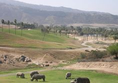 a herd of animals grazing on a lush green field next to a dirt road and palm trees