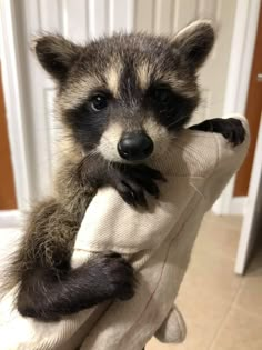 a baby raccoon is holding on to someone's arm