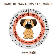 a dog sitting in front of a circle with numbers on it and the words, dia de