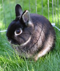 a small rabbit is sitting in the grass near a wire fence and looking at the camera