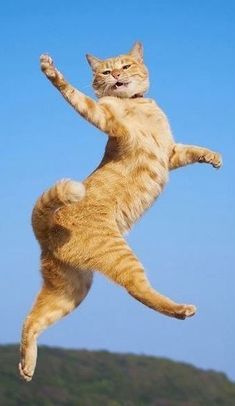 an orange cat is jumping in the air