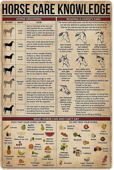 a horse care poster with horses and their health information on the front page, in english