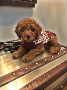 a brown dog wearing a sweater sitting on top of a table