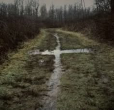 a muddy road in the middle of a forest