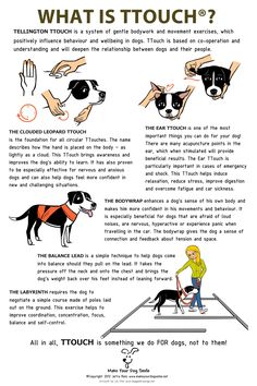 a poster with instructions on how to teach dogs