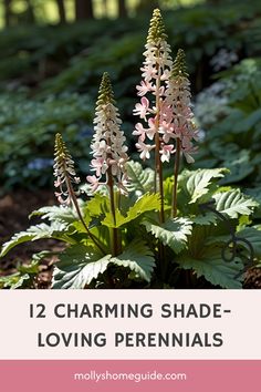 some pink flowers with green leaves in the background and text that reads, 12 charming shade - loving perennials