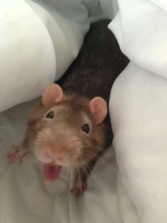 a rodent sticking its head out from under the covers on a bedding sheet