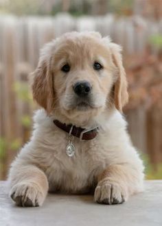 a puppy that is laying down on the ground with his paw up and looking at the camera