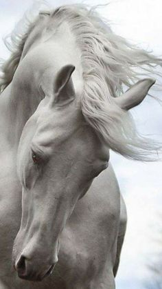 a white horse with long hair standing in the wind