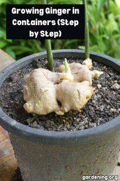 growing ginger in containers step by step with text overlay reading growing ginger in containers step by step