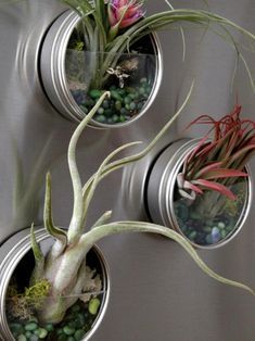 three air plants are hanging from the wall