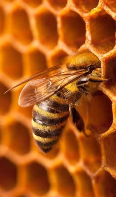 a close up of a bee on a honeycomb