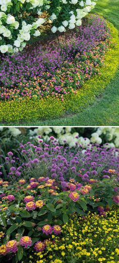 two pictures of different flowers in the grass and one with yellow, white and purple