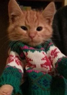 an orange cat wearing a green and red sweater