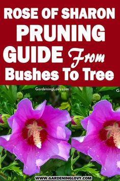 two pink flowers with the words rose of sharon pruning guide from bushes to tree