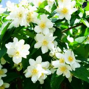 white flowers with yellow centers are blooming in the sun