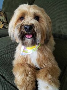 a brown dog sitting on top of a green couch