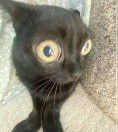 a black cat with yellow eyes looking at the camera