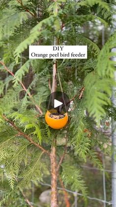 an orange bird feeder hanging from a tree with the words diy in front of it