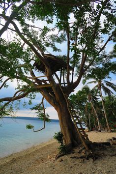 a tree on the beach with water in the background