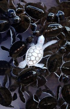 a small white turtle floating on top of water