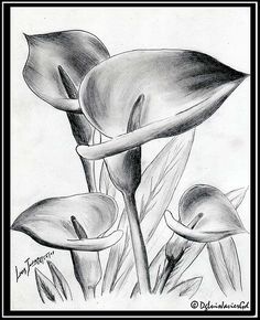 a pencil drawing of three flowers in the grass