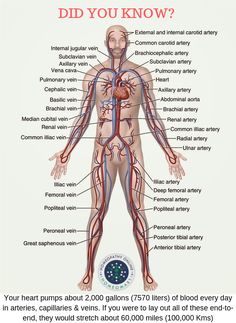 the human body with all its major blood vessels