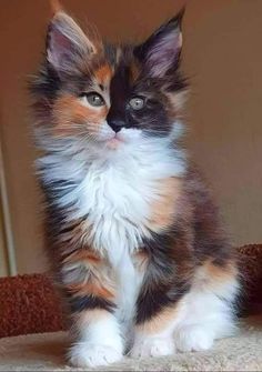 a small kitten sitting on top of a carpet