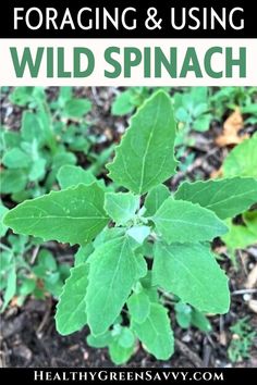 a close up of a plant with the words foraging and using wild spinach on it