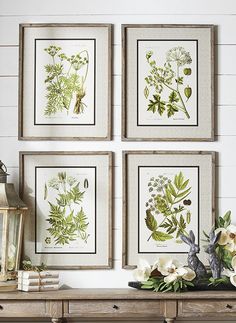 four framed botanical prints on a wall above a dresser