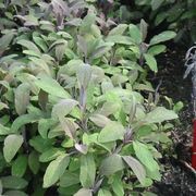 a garden filled with lots of green plants next to a red fire hydrant on the side of a road