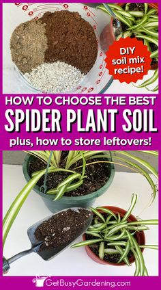 a glass bowl with 3 types of soil mix before combining over a photo of two potted houseplants Garden Spider, Spider Plant, How To Store, Spider Plants, House Plants Indoor, Happy And Healthy